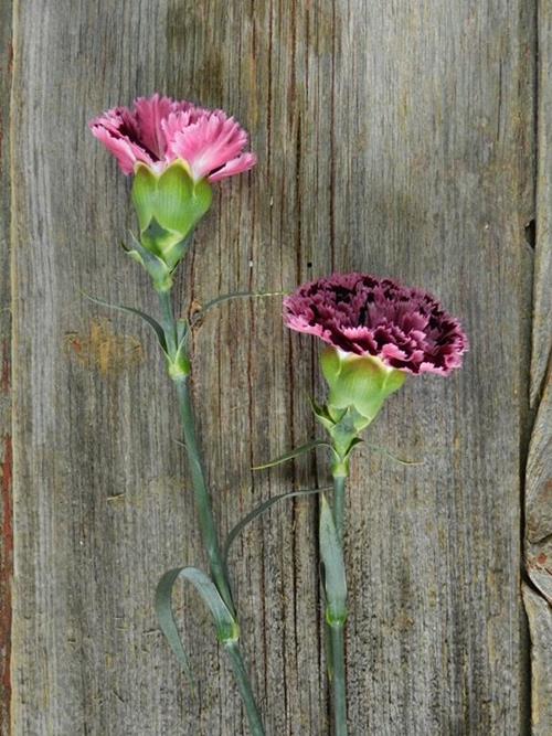 NOBBIO BURGUNDY CARNATIONS